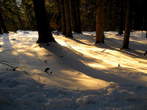 Kofce - Dom na Kofcah Mountain Hut - Footpath to Kofce in the wood  